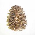 pine cone