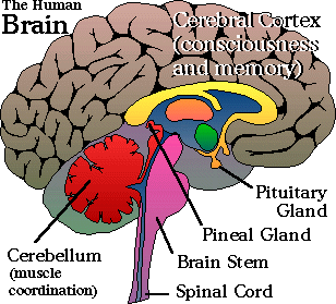pineal gland colour map