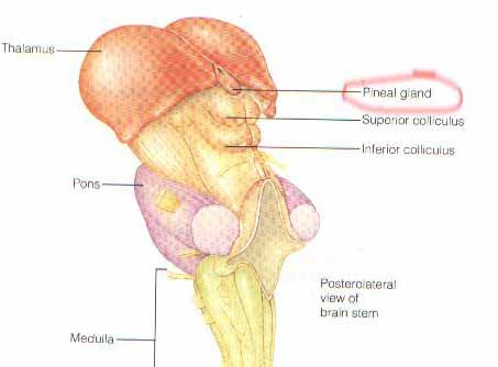 pinealbrainstem